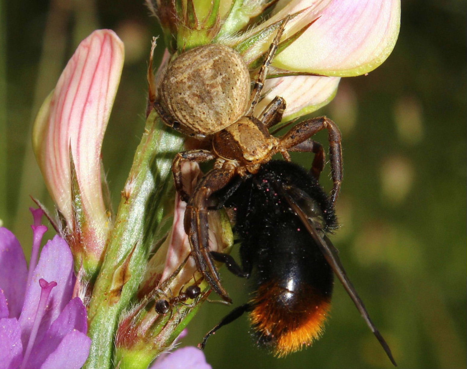 Xysticus sp. - Val Graveglia (GE)